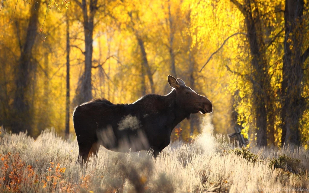 Moose Wallpapers   Wallpapers Cave