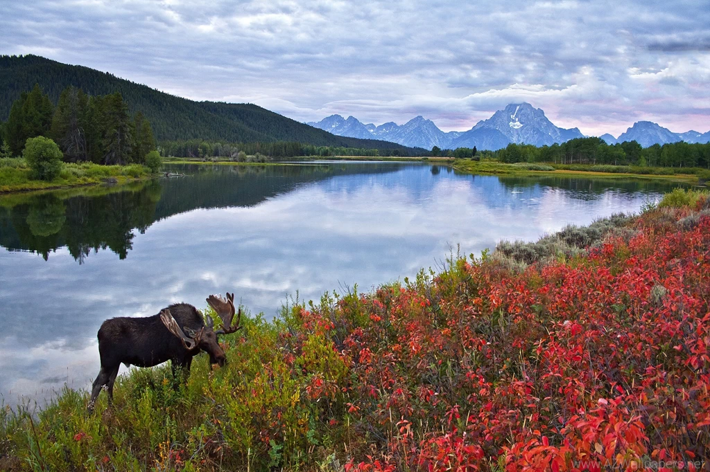 Sky Mountains Lake Flowers Elk Moose Deer Wallpapers