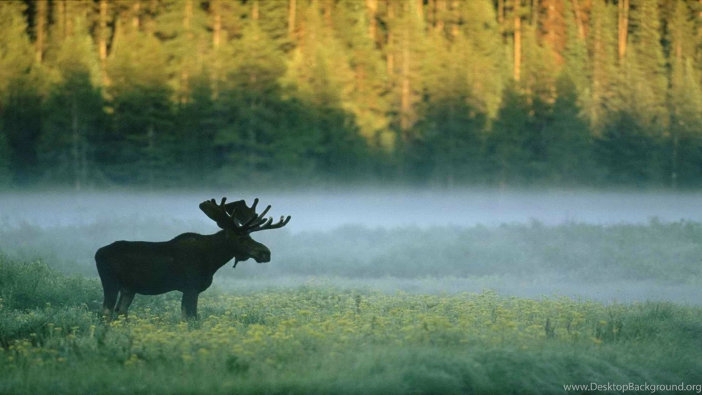 Forest, Moose, Nature, Animals Wallpapers HD / Desktop And Mobile ...