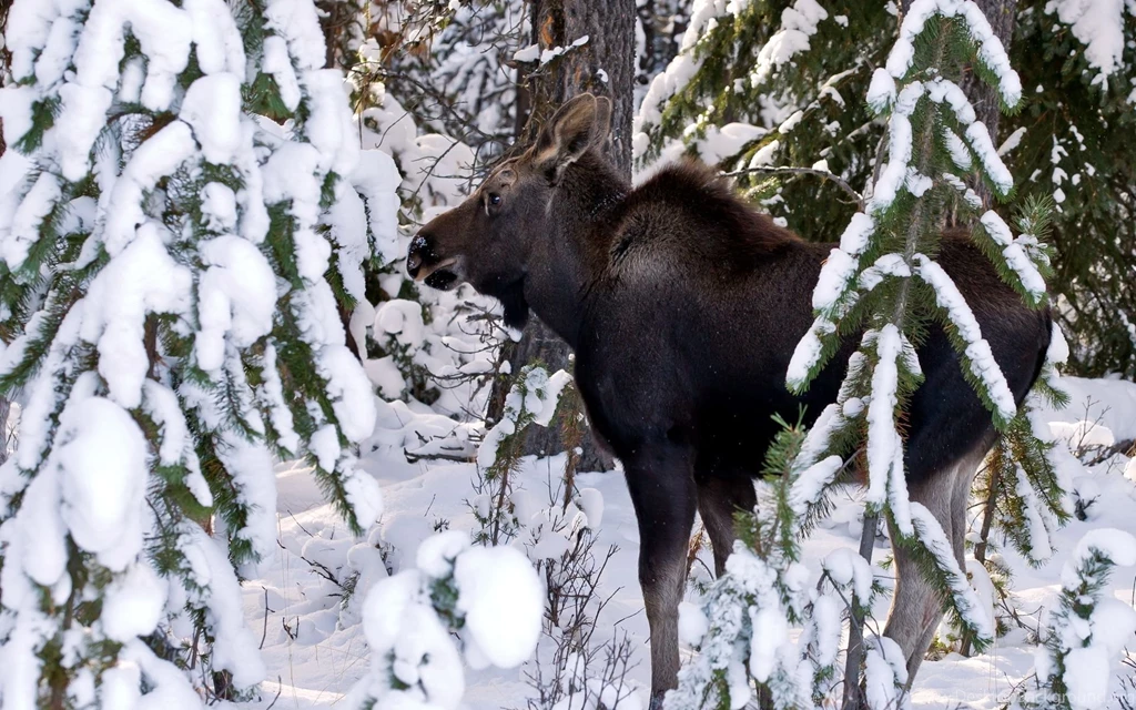 Moose In The Snow Wallpapers » WallDevil   Best Free HD Desktop And ...