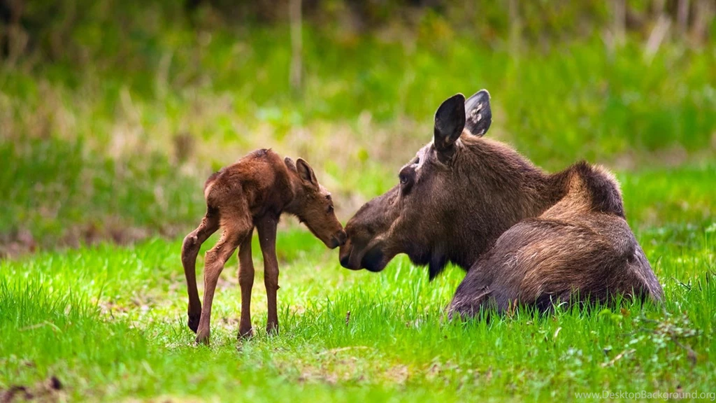 Download Alaska Moose Wallpapers Picture