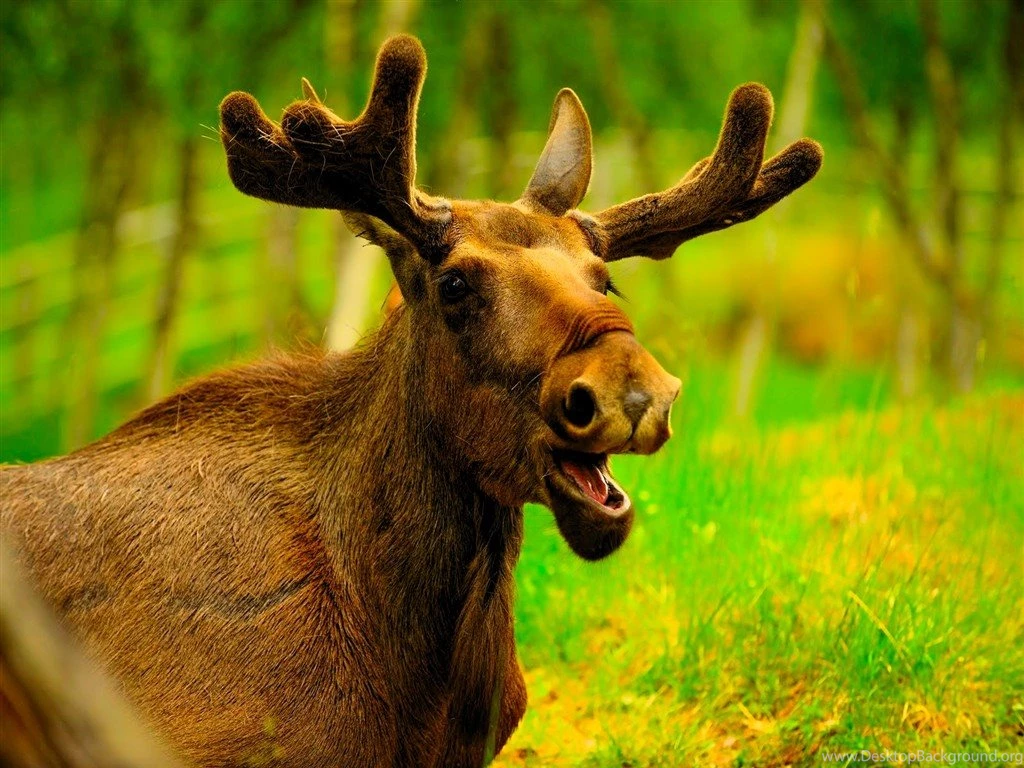 Largest Moose HD Wallpapers