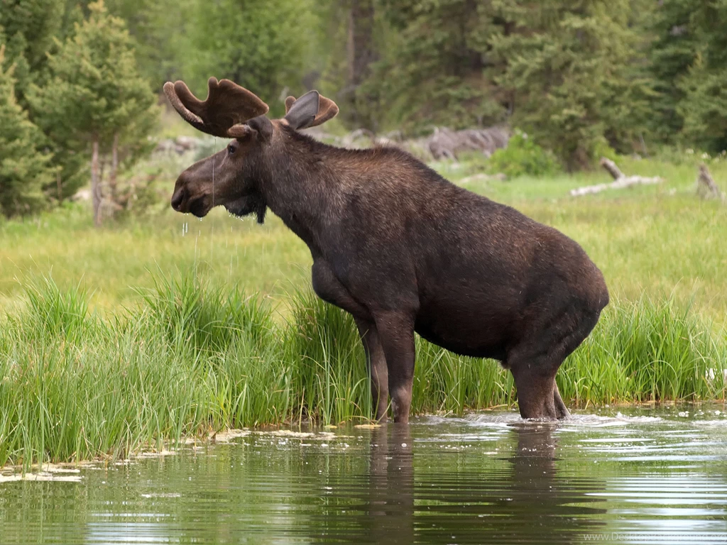 Swedish Moose Computer Wallpapers, Desktop Backgrounds