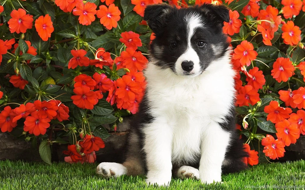 Cute Puppy Leisure Life Wallpapers 8 － Animal Wallpapers   Free ...