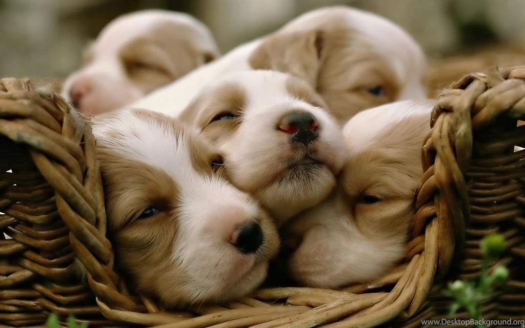 Desktop Wallpapers · Gallery · Animals · Cute Puppies