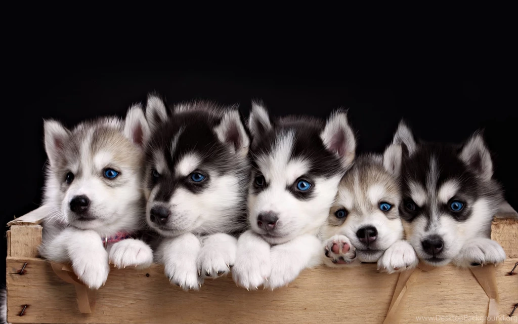 Husky Puppies Wallpapers HD For Desktop Of Miniature Husky
