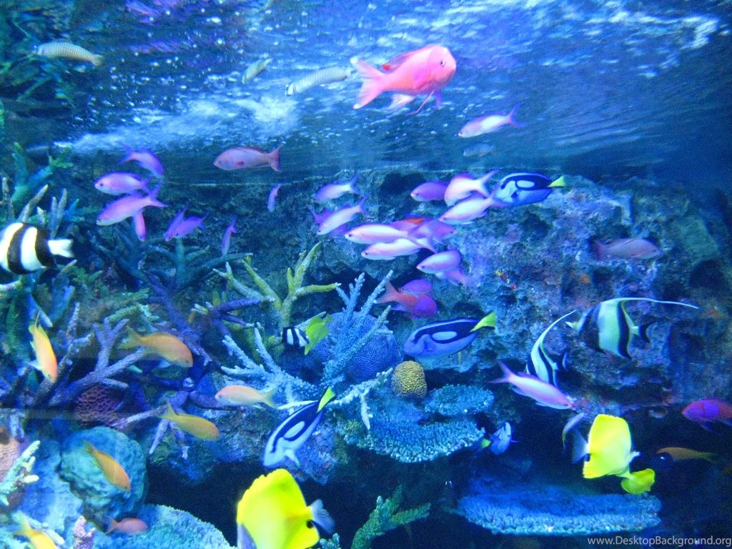 Tropical Fish Wallpapers   Just For Sharing