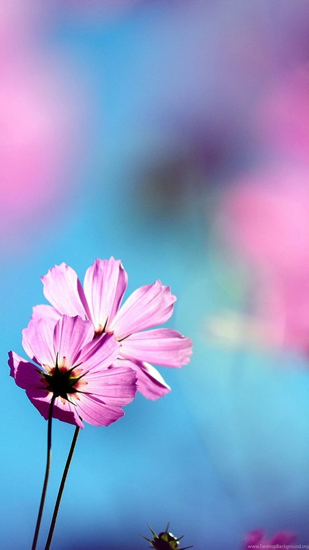 Flower Wallpapers For Android Phone Iphone 6 Plus Wallpapers Desktop