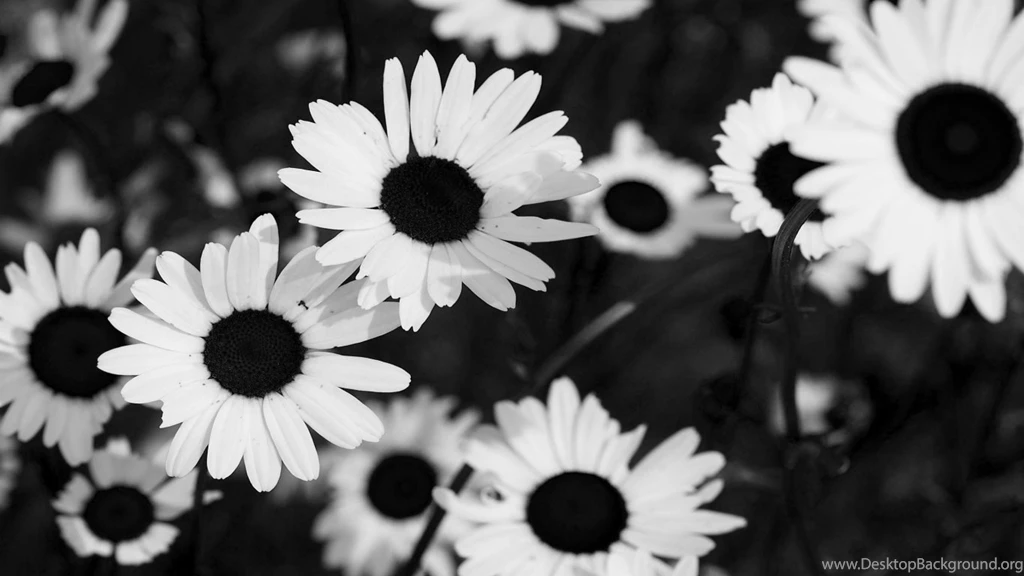Unduh 77 Background Tumblr Black And White HD Paling Keren
