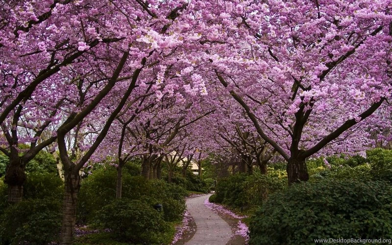 Spring Season Blossoms Alley Parks Widescreen 1920x1200 Wallpapers ...
