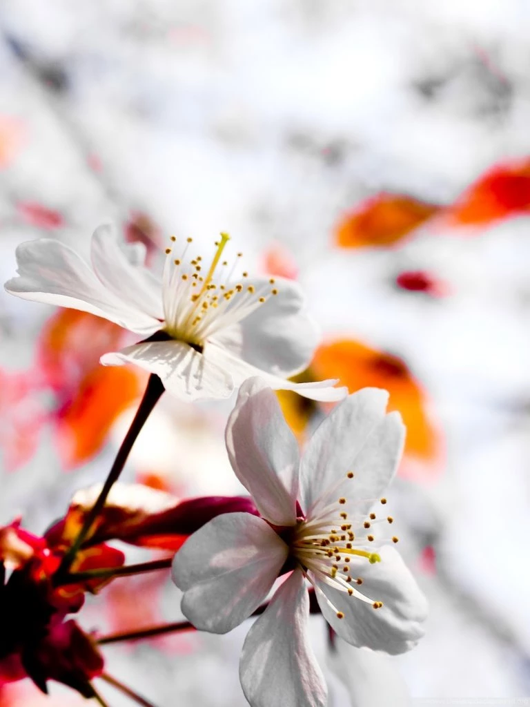 Spring Season Flowers HD Desktop Wallpapers : High Definition ...