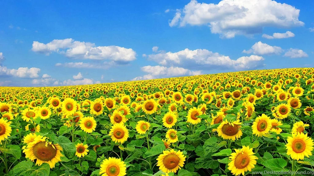 Spring Season 2014 Wallpapers HD Free Download ~ Unique Wallpapers