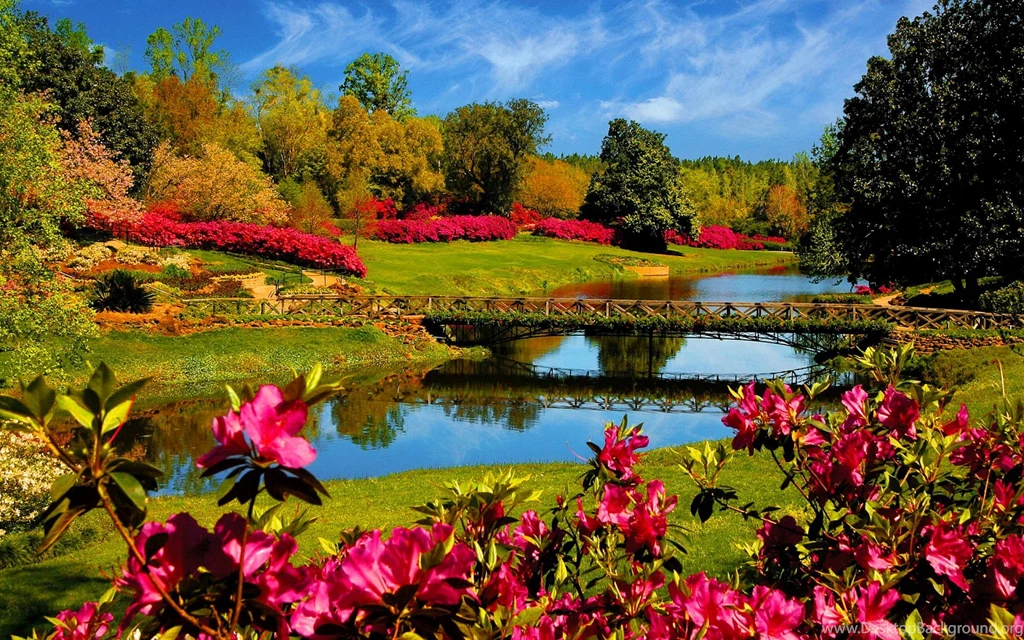 Best tree hd free wallpaper spring season tree