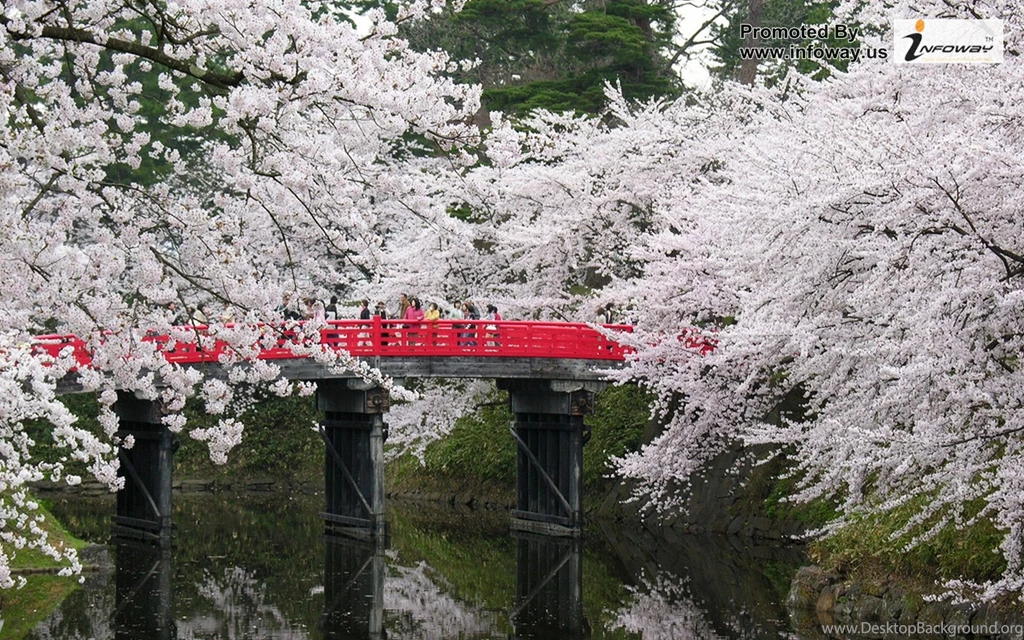Blossoms Flower Wallpapers   Photo 217 Of 329