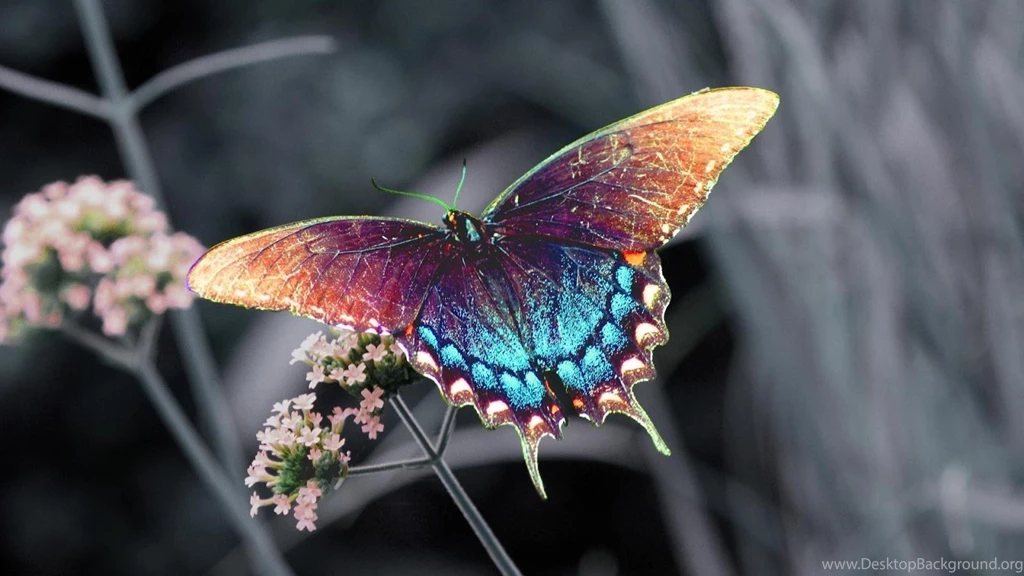 Butterfly HD Live Wallpapers Android Apps On Google Play