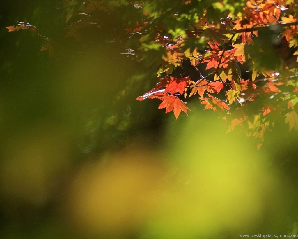 Beautiful Nature Wallpapers HD Wallpapers