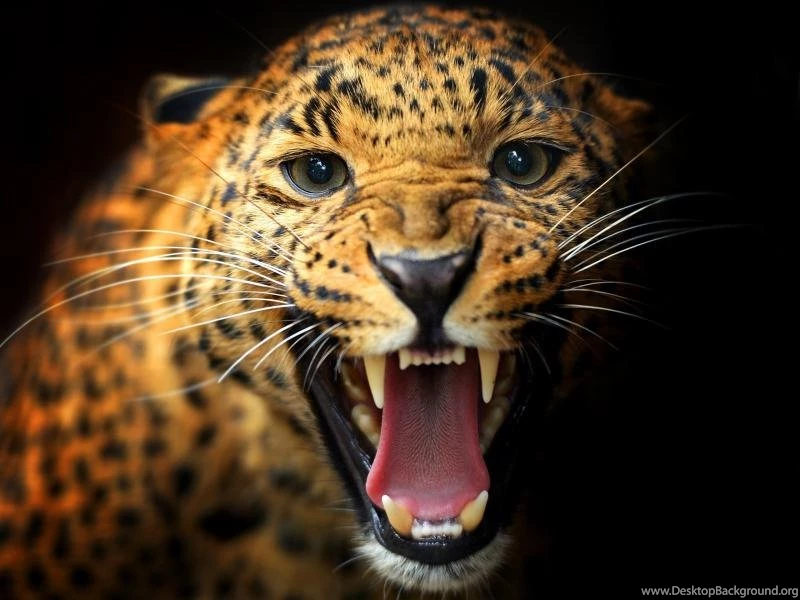 Animal Close up, Leopard, Teeth, Eyes, Mustache, Black Backgrounds ...