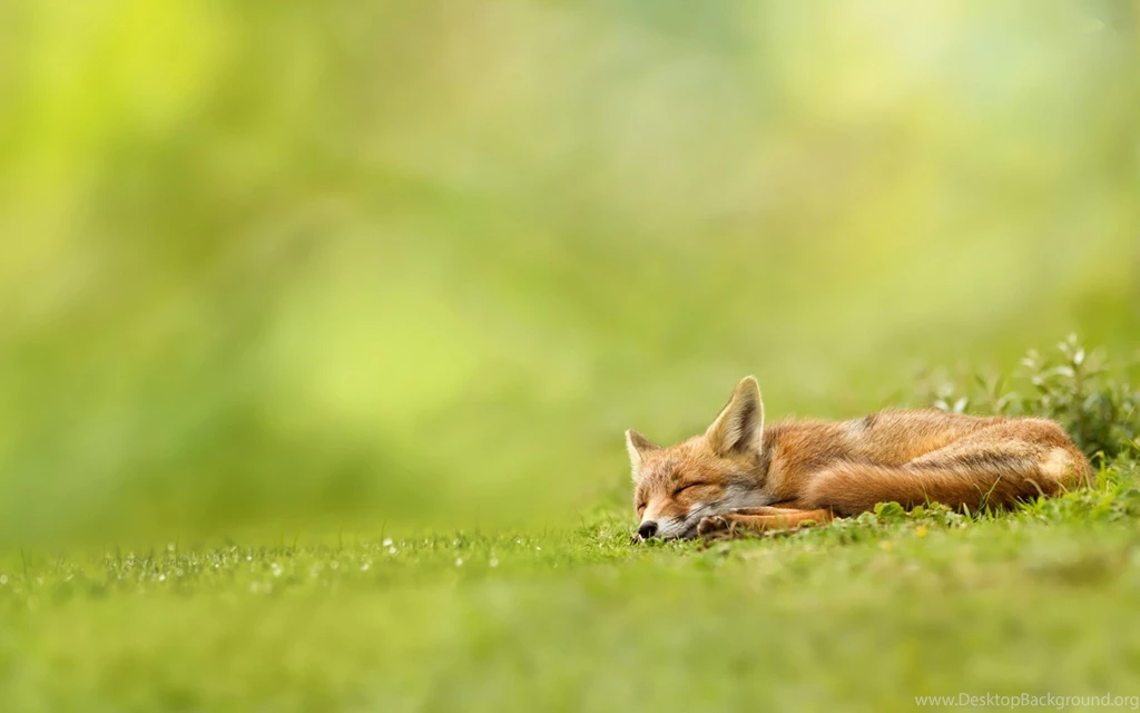 Animal Wallpapers HD   Nekeran.com