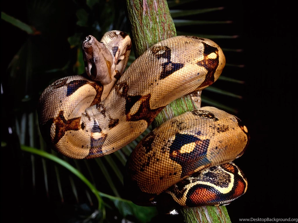 Free HQ Red Tailed Boa Constrictor Wallpapers   Free HQ Wallpapers