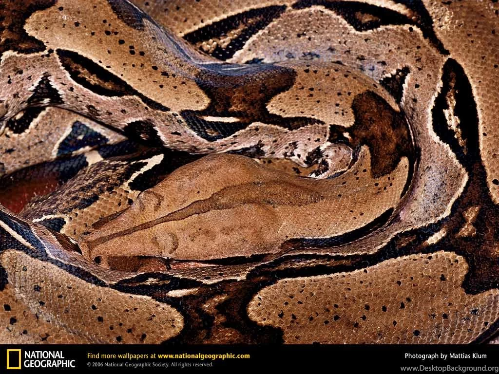 Boa Constrictor Picture, Boa Constrictor Desktop Wallpaper, Free ...