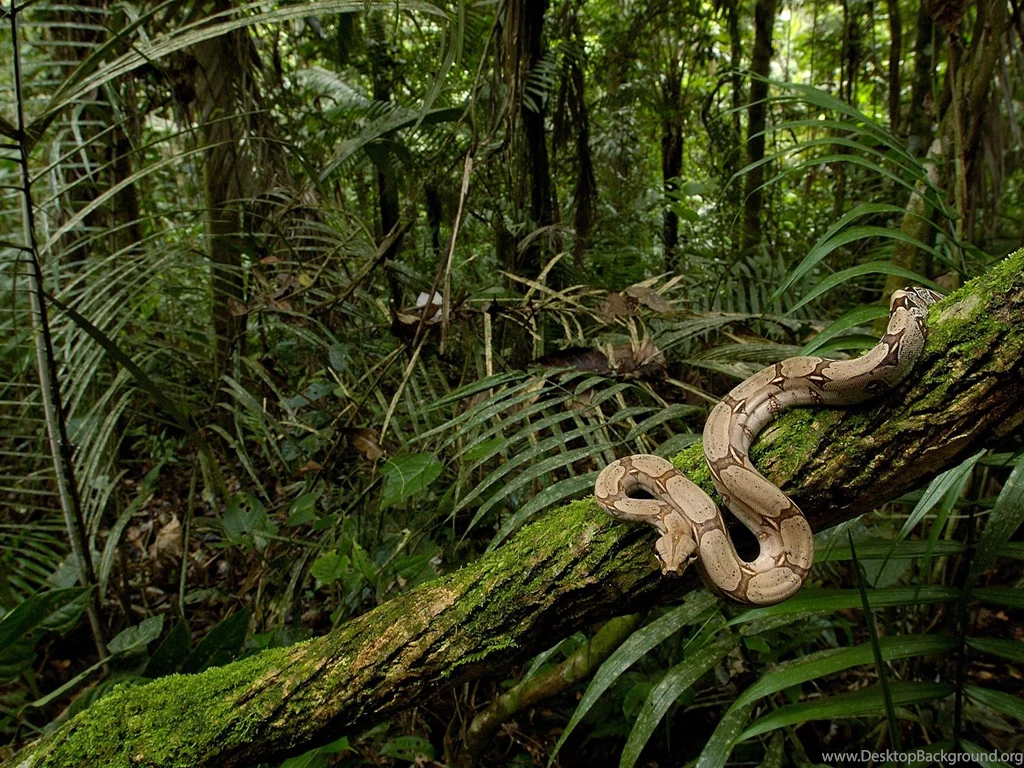 Free HQ Boa Constrictor In The Rainforest South America Wallpapers ...
