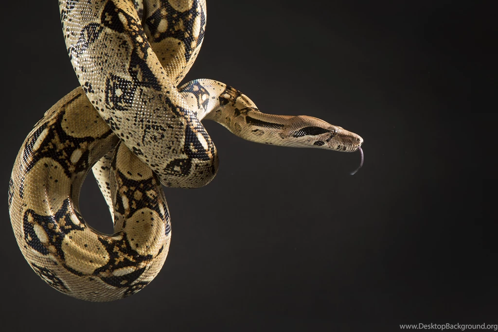 27 Of The World's Most Exotic Pets!   CLICKON PETSCLICKON PETS