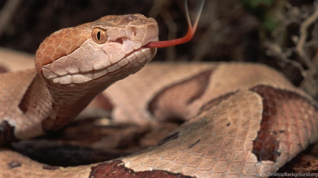 HD Wallpaper 1080p Boa Snake 9.jpg