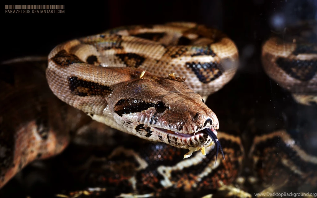 Boa Constrictor Imperator Sp. Firebelly 016 By Parazelsus On ...