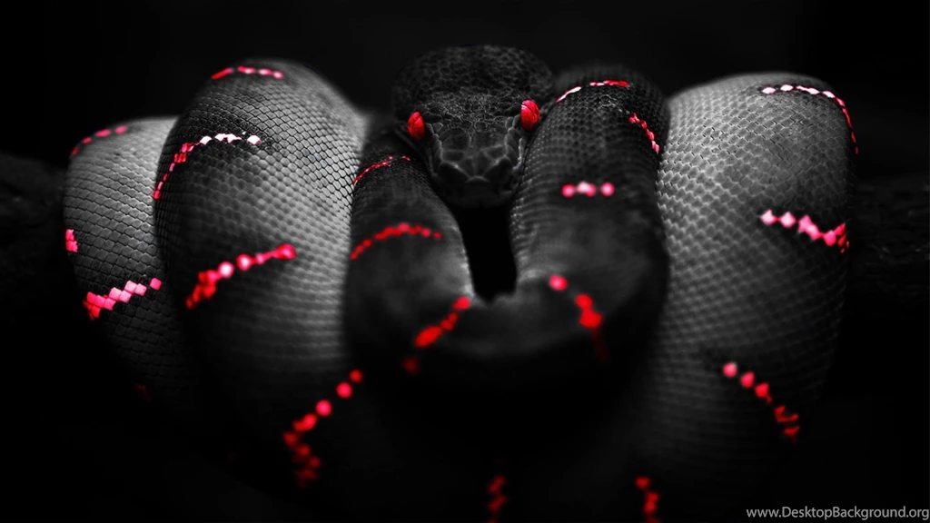 Red Snake Black Boa Constrictor HD Wallpapers, Desktop Backgrounds ...
