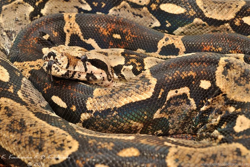 Boa Constrictor By Dark Raptor On DeviantArt