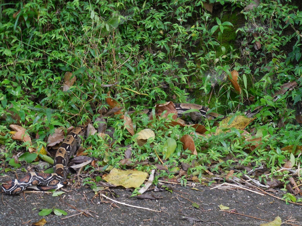 Boa Constrictor : Photos, Diagrams & Topos : SummitPost