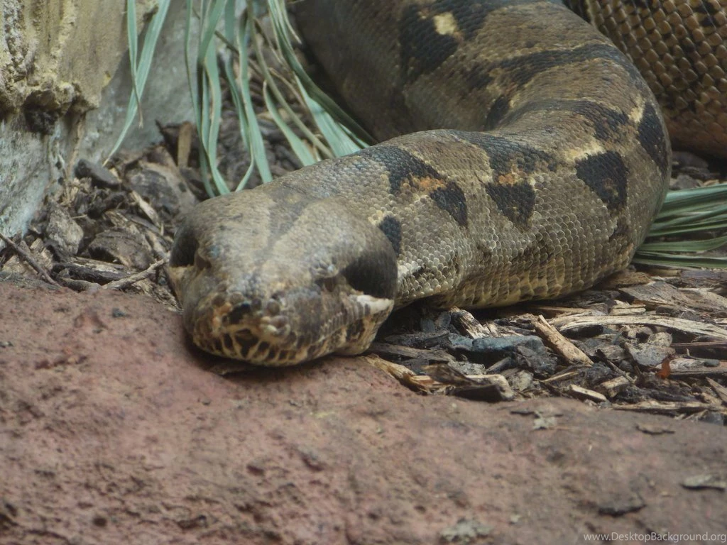 Boa Constrictor By Dream Like A Girl On DeviantArt