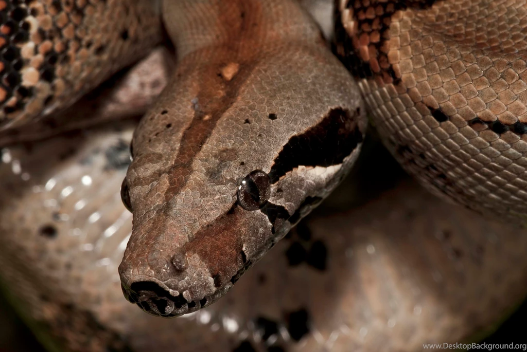 Boa Constrictor Related Keywords & Suggestions   Boa Constrictor ...