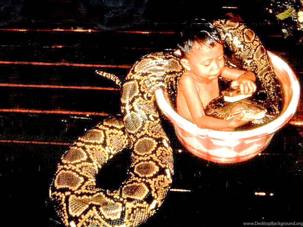 Reptiles Wallpapers, Frogs Backgrounds, Crocodiles Desktops