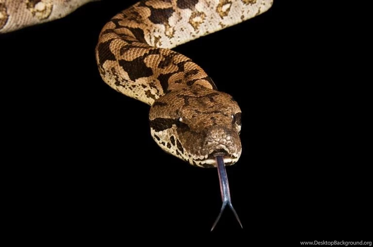 Why We Were Totally Wrong About How Boa Constrictors Kill