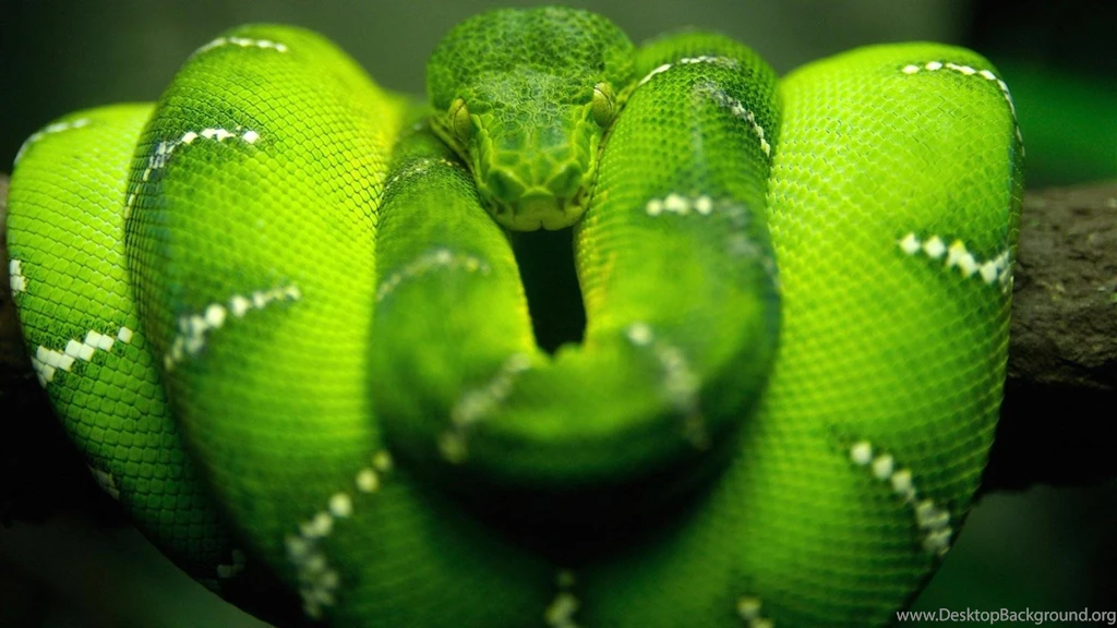 Boa Constrictor Snake Green Reptile HD Wallpapers, Desktop ...