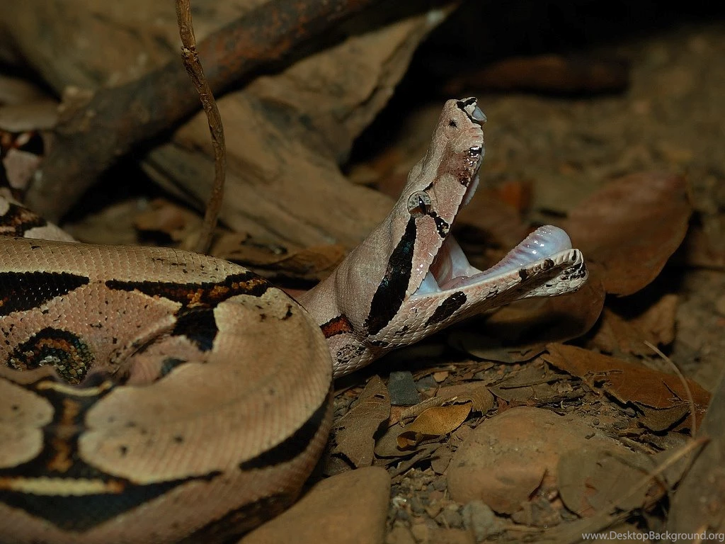 Jibóia   Boa Constrictor   Bocejo   A Photo On Flickriver