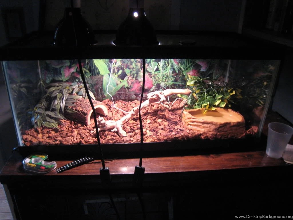 New Boa Constrictor (pictures)