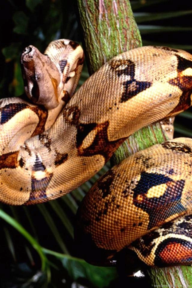 Boa Constrictor Animal iPhone Wallpapers, iPhone 5(s)/4(s)/3G ...