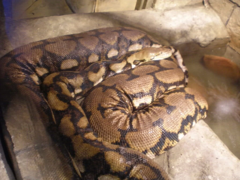 Vampire Hours: June 2008