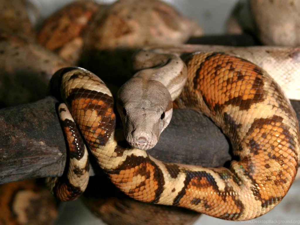 Boa Constrictor Imperator   Photo