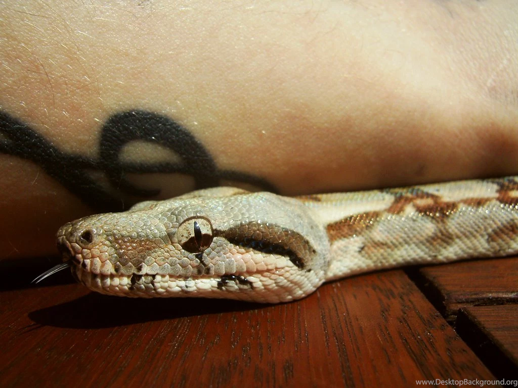 Boa Constrictor 10 By Mr tiefenrausch On DeviantArt