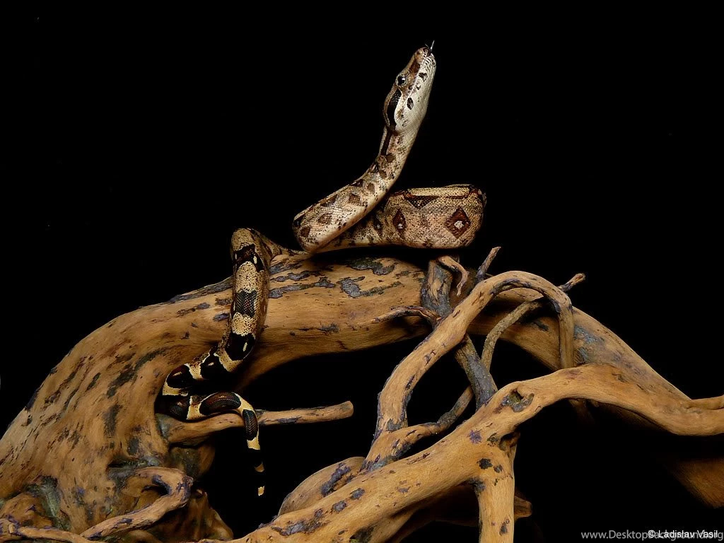 Hroznýši A Krajty XXII   Poradna.net