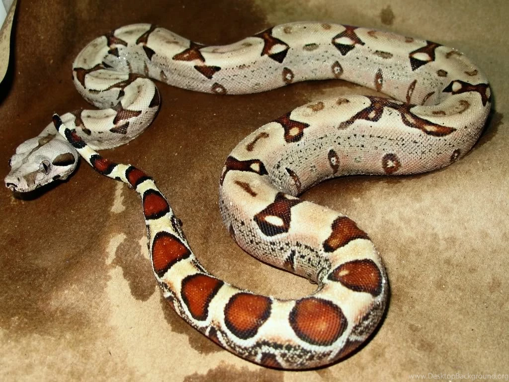 7 Dangerous Pet Owners   TotalDistortion