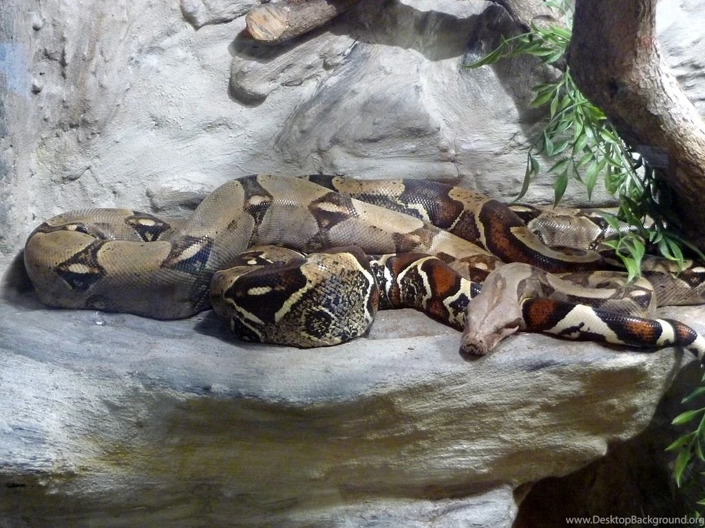 File:Boa Constrictor, Vaňkovka, Brno (2).jpg   Wikimedia Commons