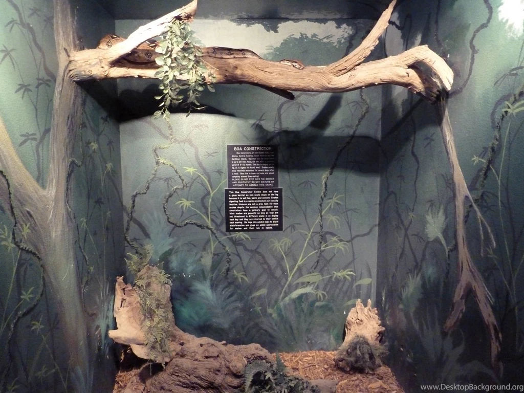 Boa Constrictor Exhibit With Zero Barriers » Wildlife World Zoo ...