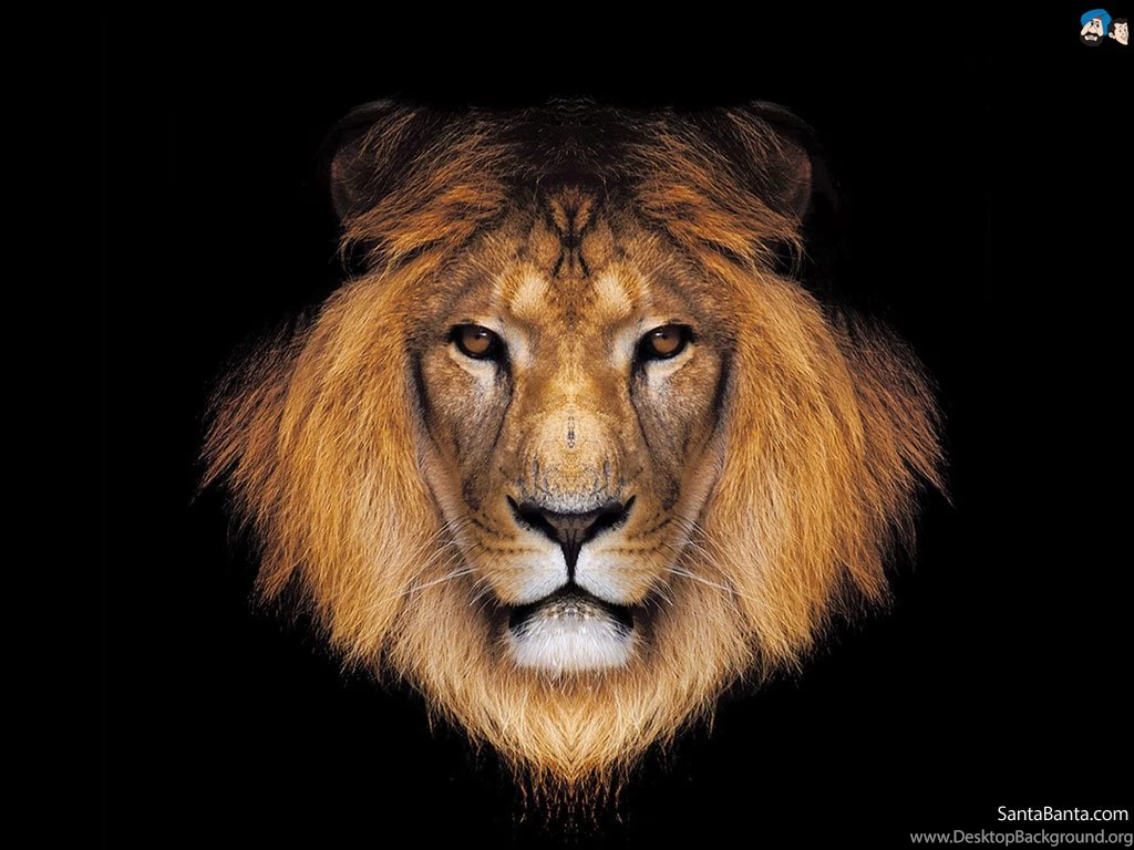 Hd Lion Wallpapers