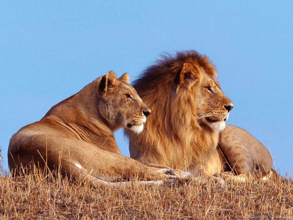 High Definition Lion Wallpapers Dowload