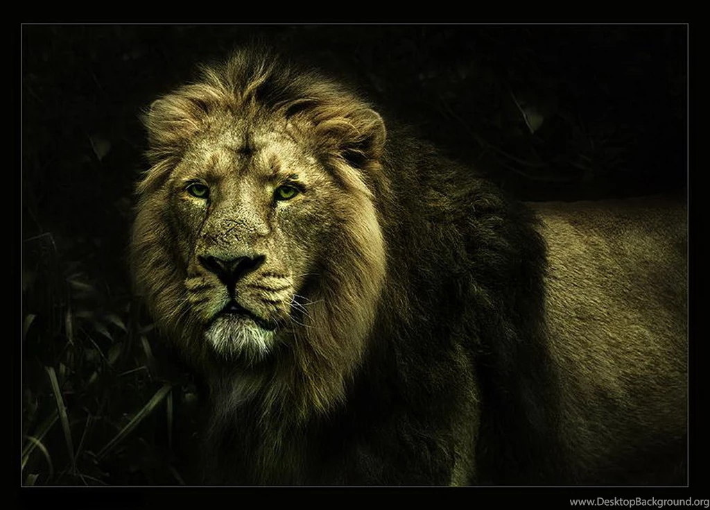 Lion Wallpapers High Definition Backgrounds Fullwidehd.com