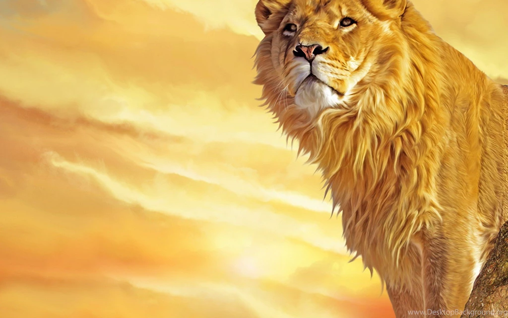 Hd Lion Wallpapers